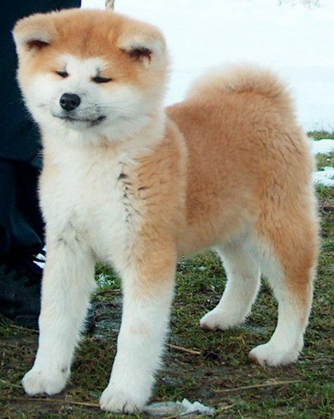 Chiots Vendu