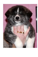CHIOT