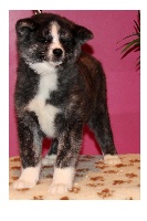 CHIOT