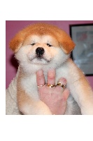 CHIOT
