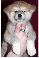 CHIOT