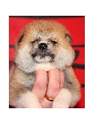 CHIOT