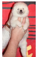CHIOT