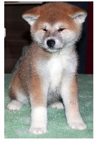 CHIOT