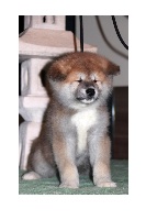 CHIOT