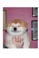 CHIOT