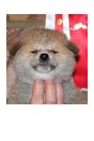 CHIOT