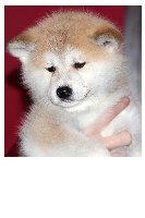 CHIOT