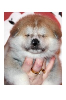 CHIOT