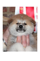 CHIOT