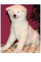 CHIOT