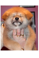 CHIOT
