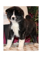 CHIOT