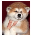 CHIOT