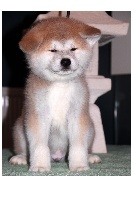 CHIOT