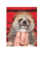 CHIOT