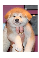 CHIOT