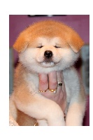 CHIOT