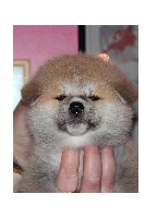 CHIOT