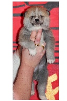 CHIOT