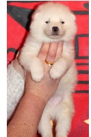 CHIOT