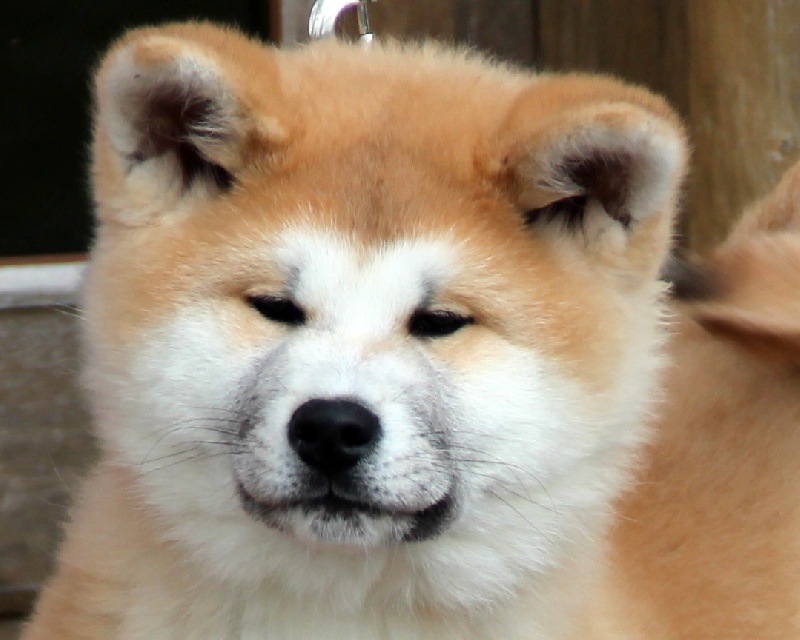 du Temple De Todai-ji - Akita - Portée née le 21/12/2012